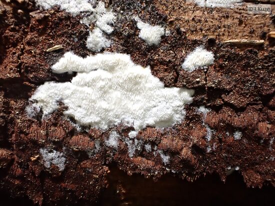 Skeletocutis brevispora